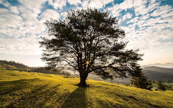 A tranquil tree scene in the Romanian countryside at dawn, showcasing nature's beauty.
