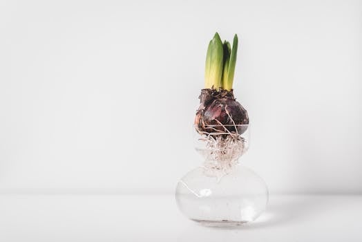 Minimalist photo of a sprouting bulb in a glass vase with roots visible against a white background.
