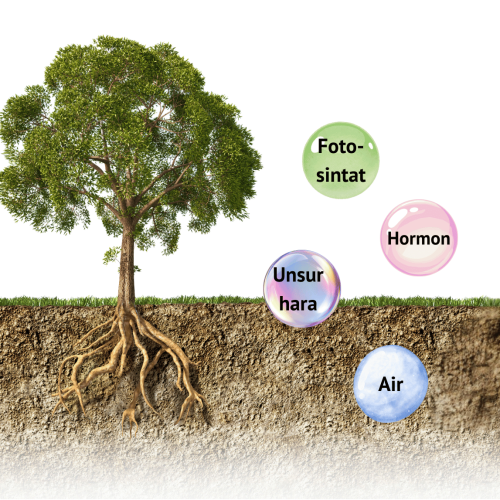 tumbuhan dan serapan